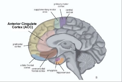 Anterior Cingulate
